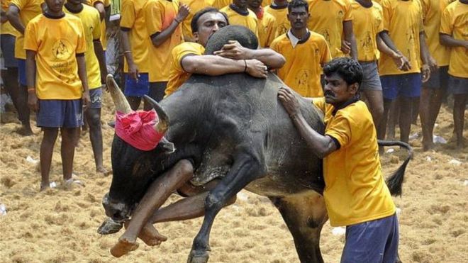 Can Tamil Nadu Bulls Run on Anti-India Slogans-News-Time-Now (3)