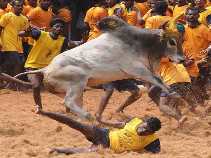 Can Tamil Nadu Bulls Run on Anti-India Slogans-News-Time-Now