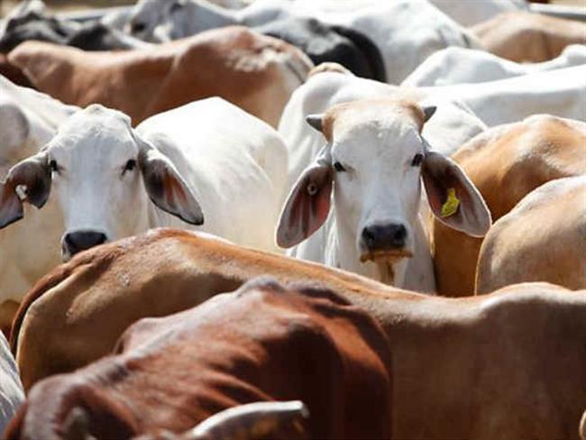 Buffalo War Grips Kerala as State Upset Over Modi’s New Cattle Law