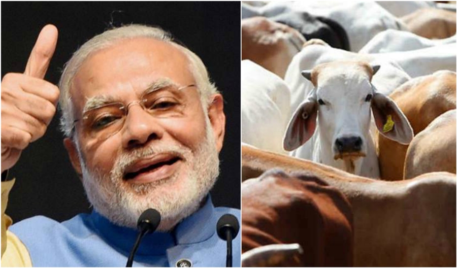 Buffalo War Grips Kerala as State Upset Over Modi’s New Cattle Law
