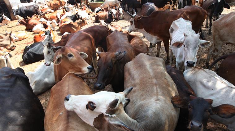 Centre’s Cattle Order Gets `Slaughtered’ By Madras High Court