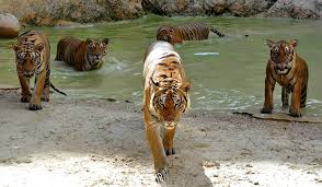 The Tiger Temple in Kanchanaburi-News Time Now