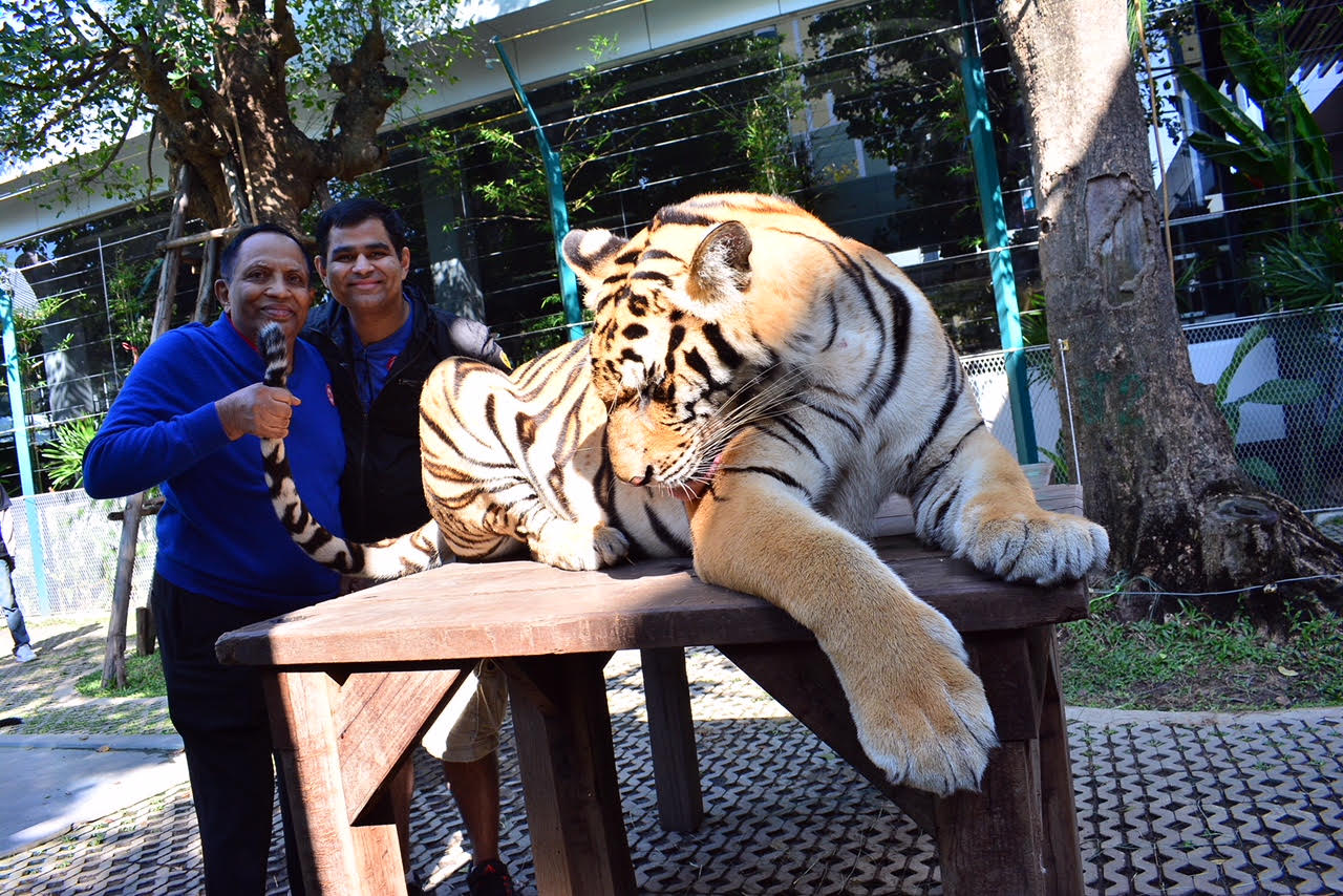 Close Encounter With Tigers in Pattaya: They Roar, But Have a Heart of Gold