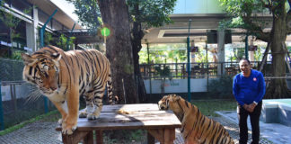 Close Encounter With Tigers in Pattaya: They Roar, But Have a Heart of Gold