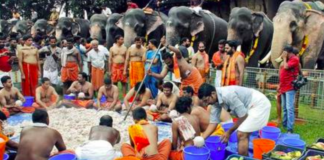 Elephants Enjoy A Mega Feast in Kerala