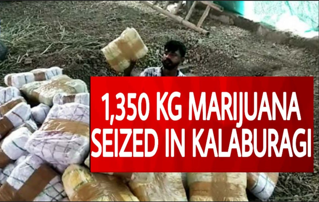 Bengaluru Police Bust Major Drug Racket, Seize 1.3 Tonnes Of Ganja In Kalaburagi