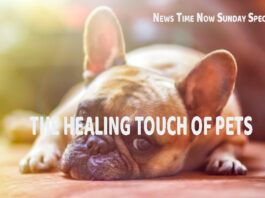 THE HEALING TOUCH OF PETS