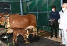 Karnataka Assembly Passes Tough Anti Cow-slaughter Bill
