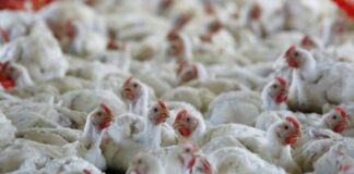 Hyderabad tops in chicken sales, 6 lakh kgs sold daily
