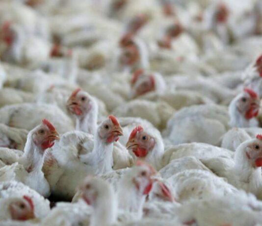 Hyderabad tops in chicken sales, 6 lakh kgs sold daily