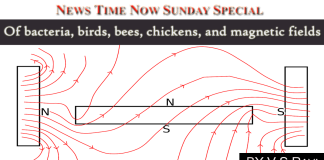 Of bacteria, birds, bees, chickens, and magnetic fields