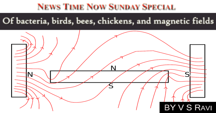 Of bacteria, birds, bees, chickens, and magnetic fields