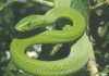 THE WORLD’S DEADLIEST SNAKES-News Time Now