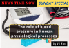 The role of blood pressure in human physiological processes